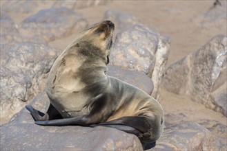 Young Brown Fur Seal or Cape Fur Seal (Arctocephalus pusillus) sitting on a rock