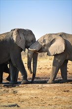 Two elephants playfully fighting