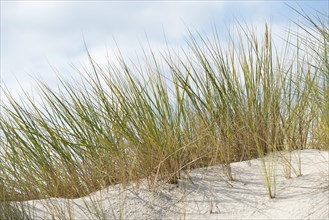 European Marram Grass or European Beachgrass (Ammophila arenaria)