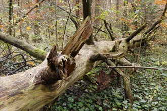 Old tree trunk lying in an autumn forest
