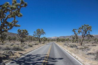 Road through the countryside in the Joshua Tree National Park