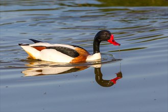 Shelduck (Tadorna tadorna)