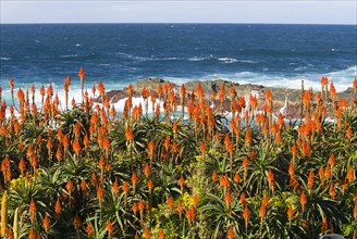Flowering Krantz Aloe or Candelabra Aloe (Aloe arborescens) on the coast of the Indian Ocean