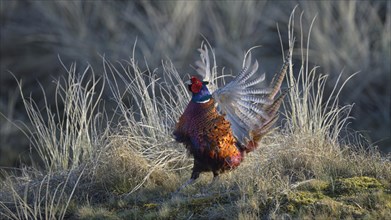 Common Pheasant (Phasianus colchicus)