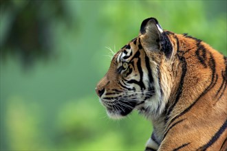Sumatran Tiger (Panthera tigris sumatrae)