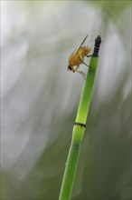 Water Horsetail (Equisetum fluviatile) with Yellow Dung Fly (Scatophaga stercoraria)