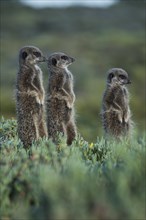 Three Meerkats (Suricata suricatta)