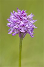 Three-toothed Orchid (Neotinea tridentata)