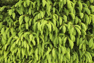 Young shoots of a Norway Spruce (Picea abies)