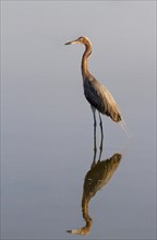 Reddish Egret (Egretta rufescens) standing in shallow water