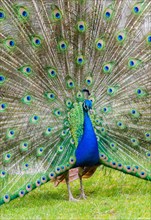 Blue Peacock (Pavo cristatus) displaying its plumage