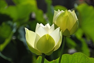 Two White Lotos Flowers (Nelumbo sp.)