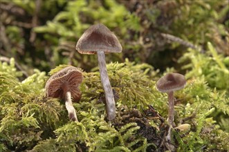 Cortinar or Webcap Mushrooms (Cortinarius subsertipes)