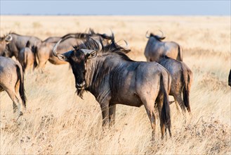 Herd of Blue Wildebeest on prairie grass (Connochaetes taurinus)