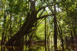 Giant rainforest tree in the flooded Varzea forest