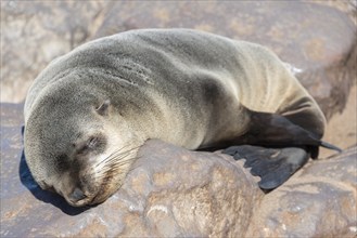 Young Brown Fur Seal or Cape Fur Seal (Arctocephalus pusillus) sleeping on a rock