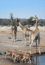 Giraffes (Giraffa camelopardalis) and Aepyceros melampus petersi) at the Chudob waterhole