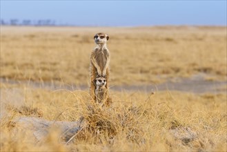 Two Meerkats (Suricata suricatta)