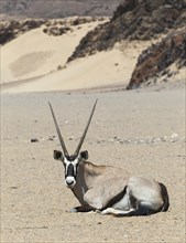 Gemsbok (Oryx gazella) lying in a dry river bed