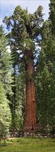 Giant sequoia General Sherman (Sequoiadendron giganteum) in the Giant Forest