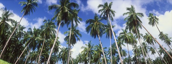 Coconut palms (Cocos nucifera)