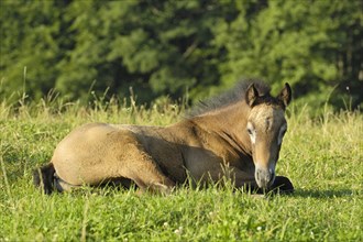 Connemara stallion foal resting on the meadow