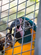 Blue-and-yellow Macaw (Ara ararauna) in a cage