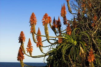 Flowering Candelabra Aloe or Krantz Aloe (Aloe arborescens)