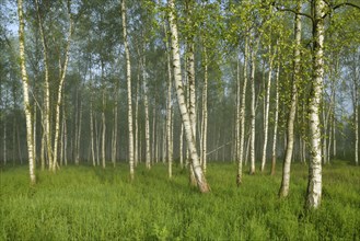 Forest of Downy Birch or White Birch (Betula pubescens) in a light mist