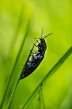 Click Beetle species (Ctenicera sp.)