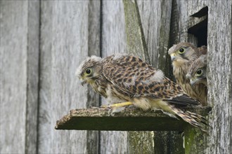 Common Kestrels (Falco tinnunculus)