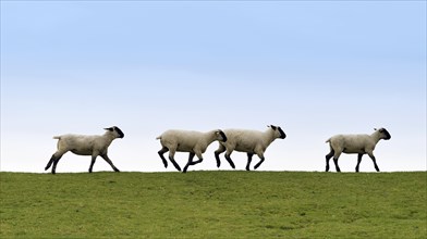 Running sheep on a dike
