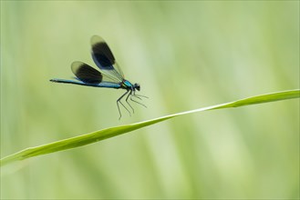 Banded demoiselle (Calopteryx splendens)