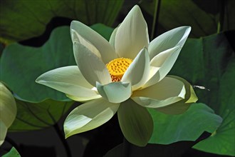 White Lotus Flower (Nelumbo sp.)