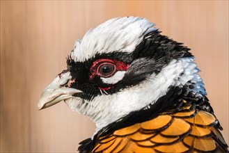 Reeves's Pheasant (Syrmaticus reevesii)