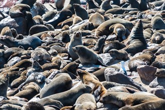Colony of Brown Fur Seals or Cape Fur Seals (Arctocephalus pusillus)