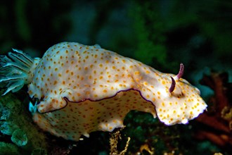 Sea Slug (Risbecia pulchella)
