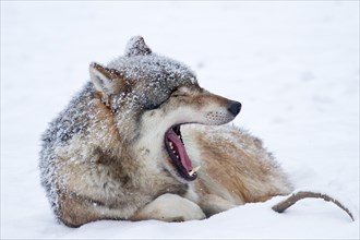 Wolf (Canis lupus) lying in the snow