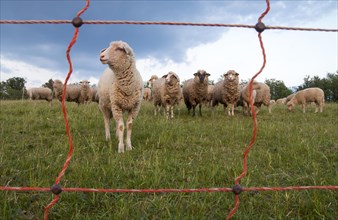 Sheep behind an electric fence