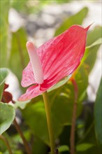 Anthurium flower (Anthurium)