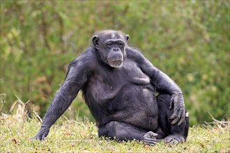 Chimpanzee (Pan troglodytes troglodytes)