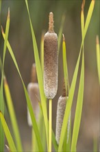 Shuttleworth's Bulrush or Cattail (Typha shuttleworthii)