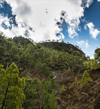 Rocks covered with pine trees