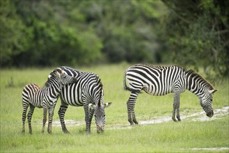 Plains zebras (Equus quagga) with young