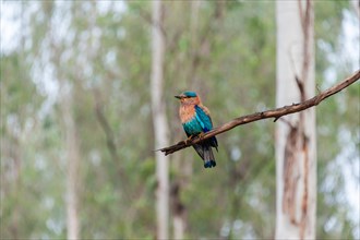 Indian Roller (Coracias benghalensis) on branch