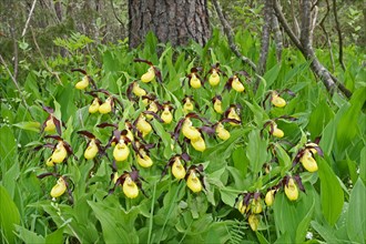 Yellow Lady's Slipper (Cypripedium calceolus)