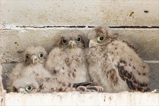 Young Kestrels (Falco tinnunculus) in nest box