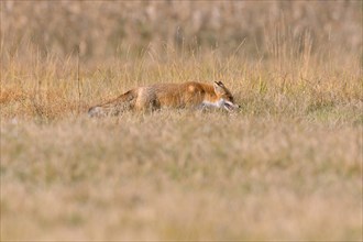 Red Fox (Vulpes vulpes) on a meadow in autumn