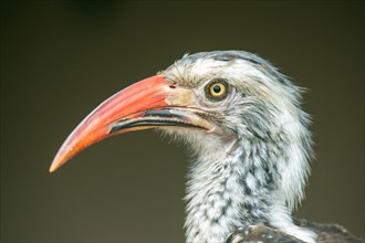 Red-billed hornbill (Tockus erythrorhynchus)