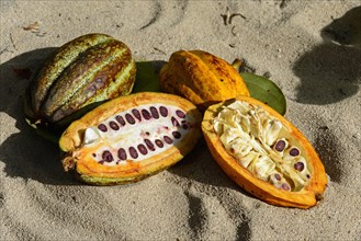 Cocoa tree (Theobroma cacao)
